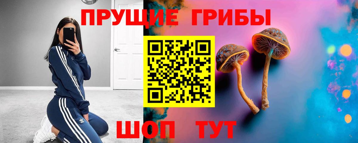 Псилоцибиновые грибы Cubensis Гатчина